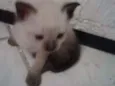Lila