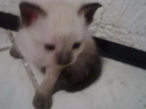 Gato raça Siamês idade Abaixo de 2 meses nome Lila