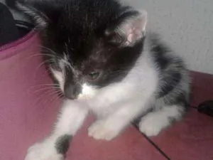 Gato raça SRD idade Abaixo de 2 meses nome Sebastiana