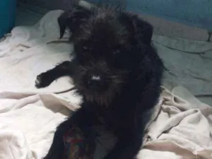 Cachorro raça SRD idade 2 a 6 meses nome Frederico