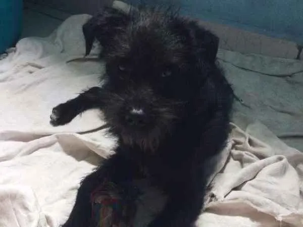 Cachorro ra a SRD idade 2 a 6 meses nome Frederico