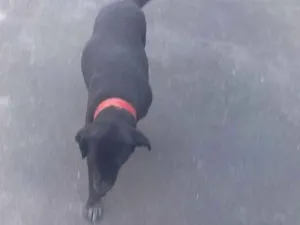 Cachorro raça SRD idade  nome negao