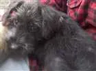 Cachorro raça Vira lata idade Abaixo de 2 meses nome Bob 