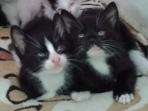 Gato raça SRD idade Abaixo de 2 meses nome Sem nome