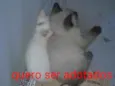 Nome não tem