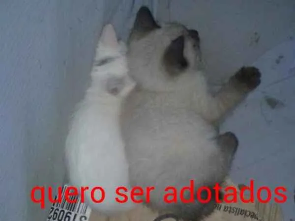 Gato ra a  idade 2 a 6 meses nome Nome não tem