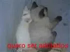 Gato raça  idade 2 a 6 meses nome Nome não tem