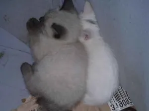 Gato raça  idade 2 a 6 meses nome Não tem ainda