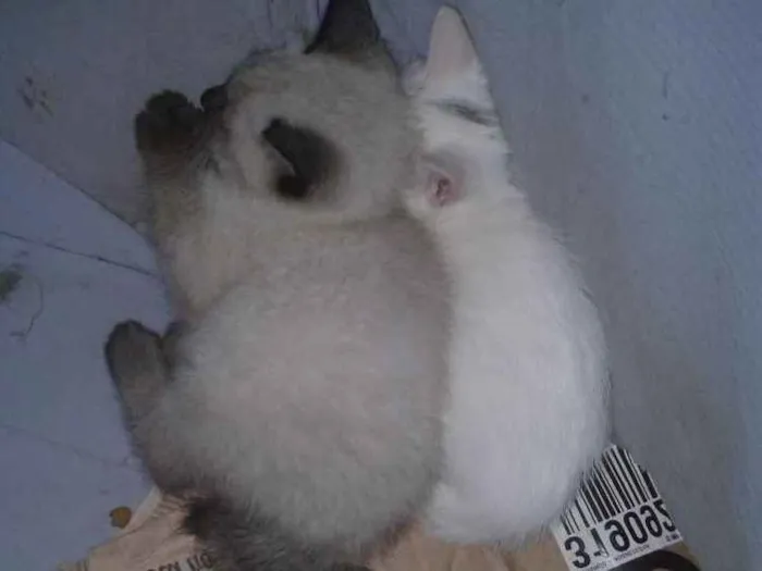 Gato ra a  idade 2 a 6 meses nome Não tem ainda