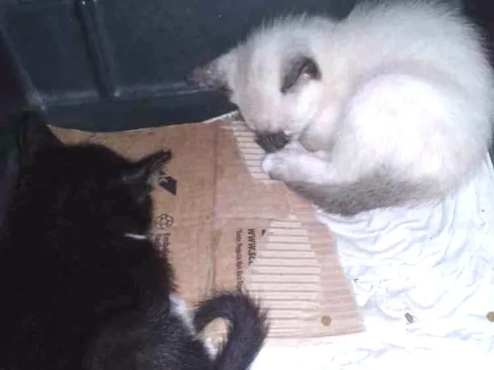Gato ra a  idade 2 a 6 meses nome Não tem