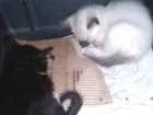 Gato raça  idade 2 a 6 meses nome Não tem