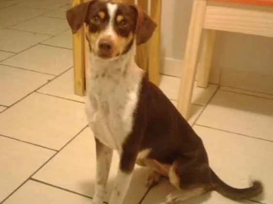 Cachorro ra a Vira Lata idade 2 anos nome Rebeca 