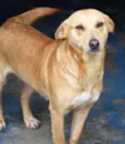 Paloma