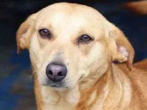 Cachorro raça  idade 4 anos nome Paloma