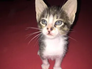 Gato raça  idade 2 a 6 meses nome Cinza, cinza, malhad