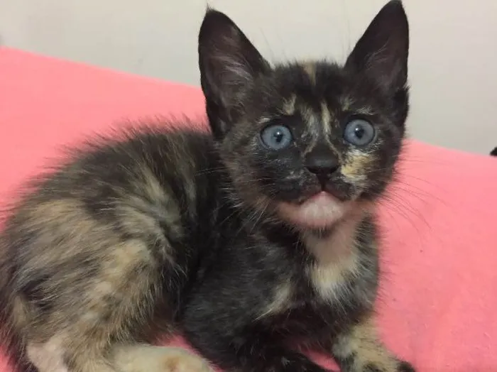 Gato ra a  idade 2 a 6 meses nome Cinza, cinza, malhad