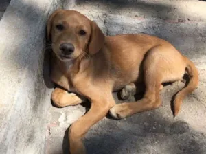 Cachorro raça Vira-lata  idade 2 a 6 meses nome AMARELINHA