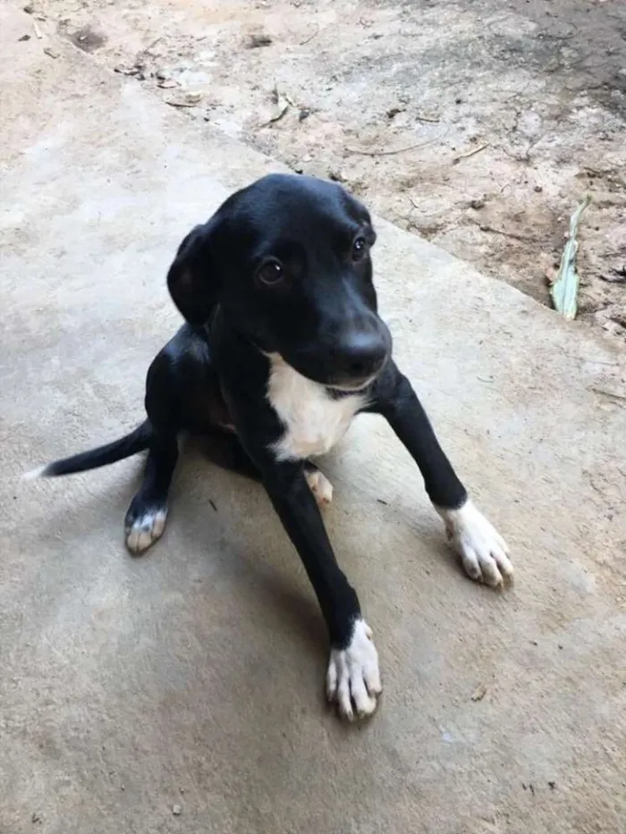 Cachorro raça vira-lata  idade 2 a 6 meses nome LUVINHA