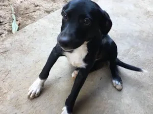 Cachorro raça vira-lata  idade 2 a 6 meses nome LUVINHA