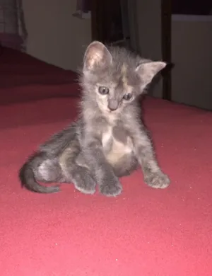 Gato raça  idade 2 a 6 meses nome Malhado
