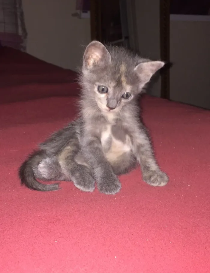Gato ra a  idade 2 a 6 meses nome Malhado