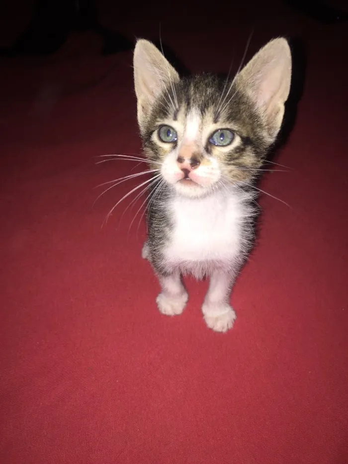 Gato ra a  idade 2 a 6 meses nome Malhado