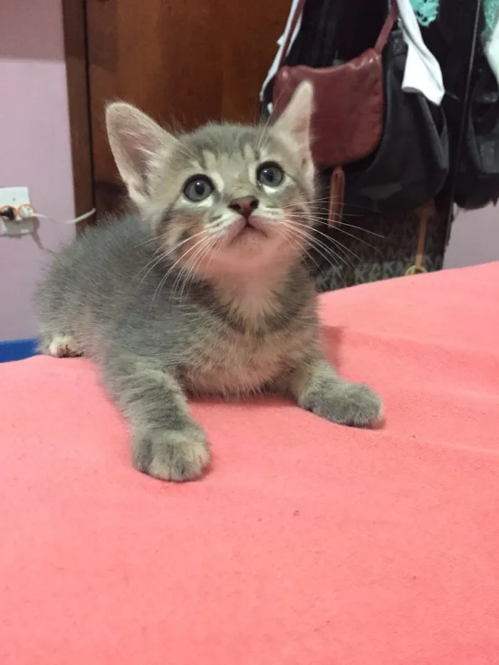 Gato ra a  idade 2 a 6 meses nome Malhado