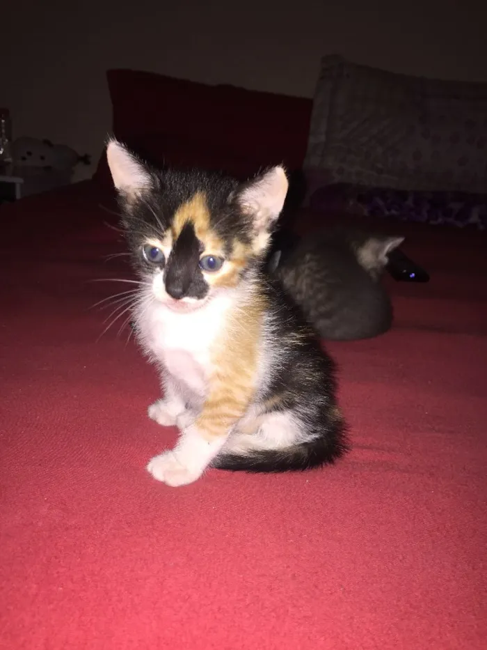 Gato ra a  idade 2 a 6 meses nome Malhado