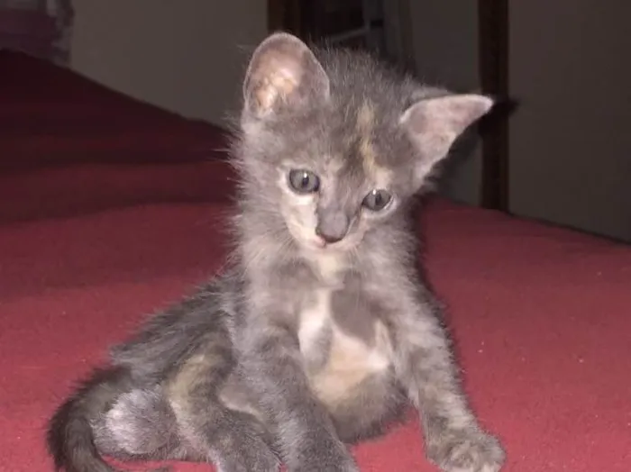 Gato ra a  idade 2 a 6 meses nome Malhado