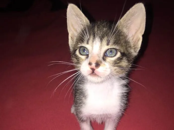Gato ra a  idade 2 a 6 meses nome Malhado
