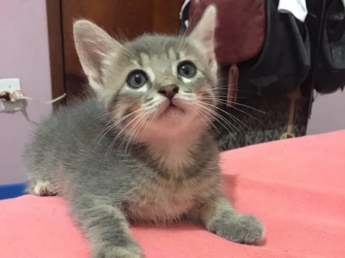 Gato ra a  idade 2 a 6 meses nome Malhado