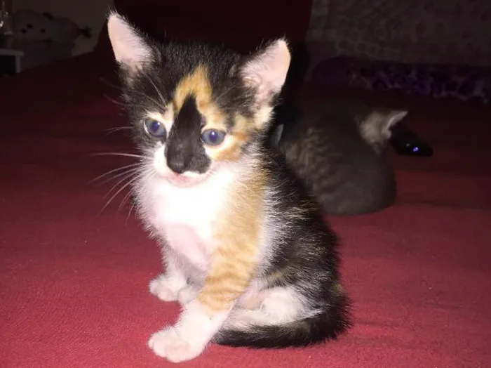Gato ra a  idade 2 a 6 meses nome Malhado