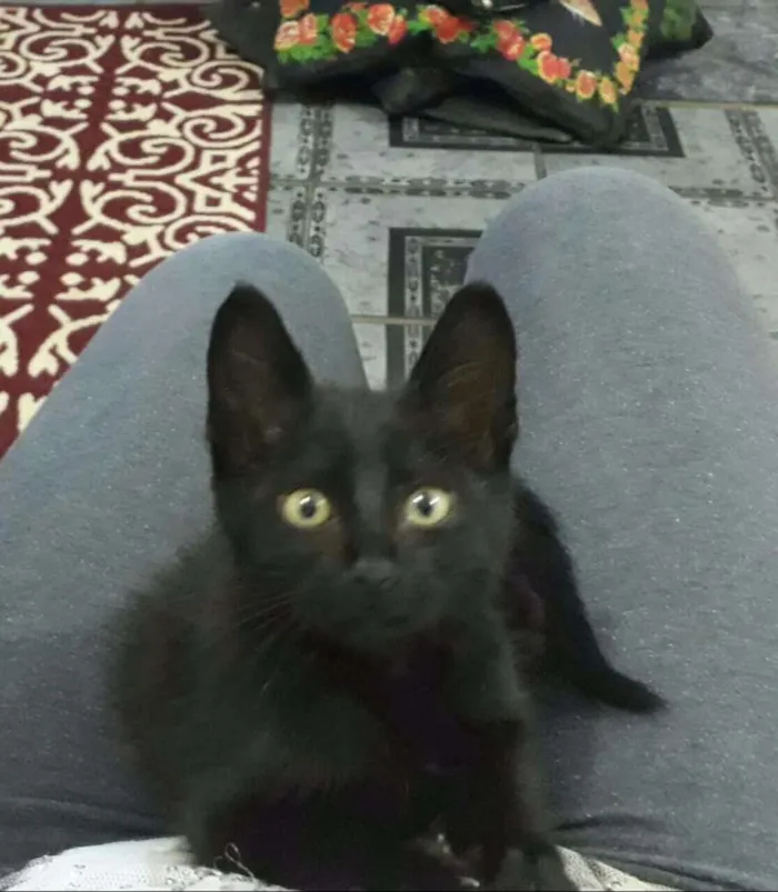Gato ra a SRD idade 2 a 6 meses nome Pantera (Temporário)