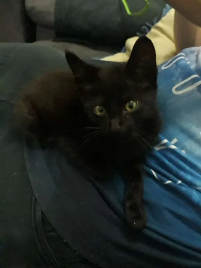 Gato ra a SRD idade 2 a 6 meses nome Pantera (Temporário)