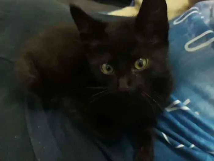 Gato ra a SRD idade 2 a 6 meses nome Pantera (Temporário)