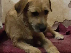 Cachorro raça SRD idade 2 a 6 meses nome BAROA, BABY, PEPA