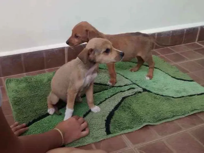 Cachorro ra a Vira-lata idade 2 a 6 meses nome Sem nome