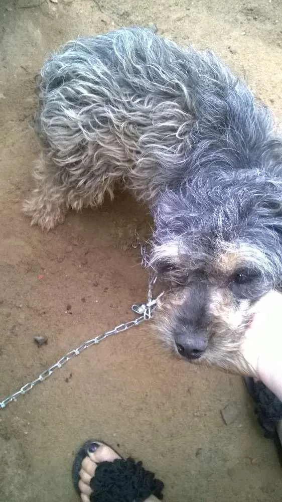 Cachorro ra a srd(vira lata) idade 1 ano nome pipoca