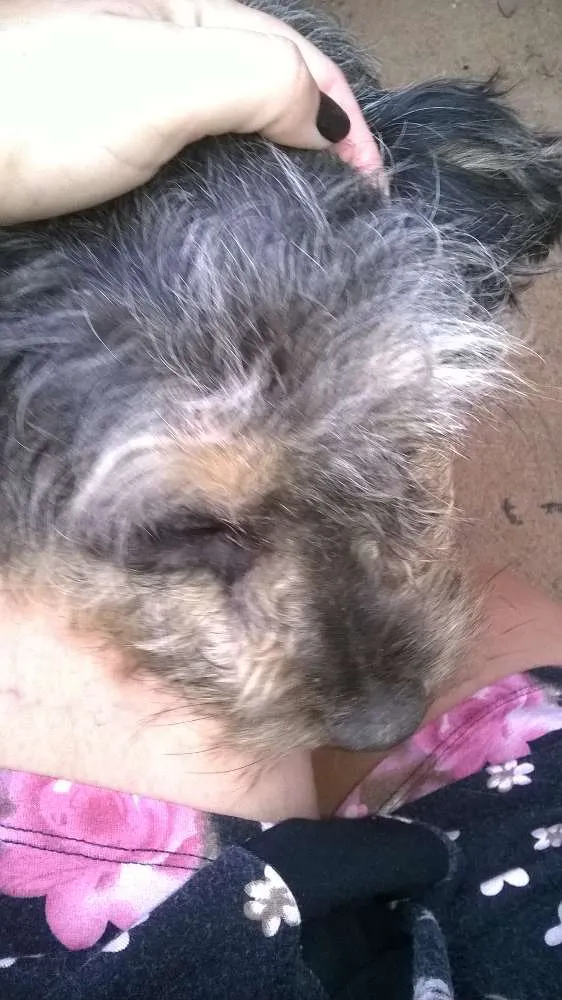 Cachorro ra a srd(vira lata) idade 1 ano nome pipoca