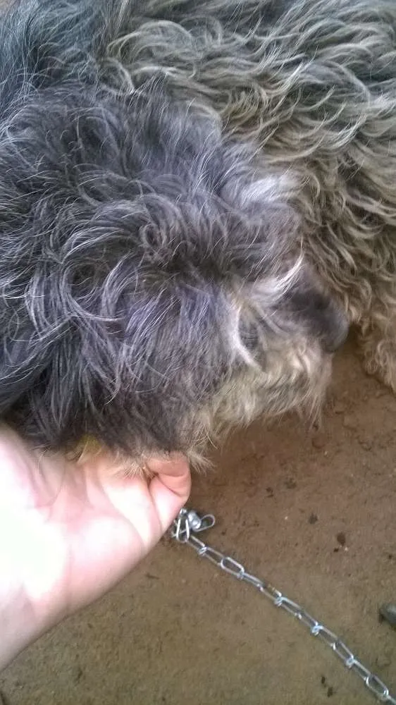 Cachorro ra a srd(vira lata) idade 1 ano nome pipoca