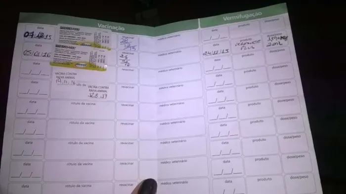 Cachorro ra a srd(vira lata) idade 1 ano nome pipoca