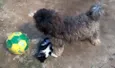 pipoca