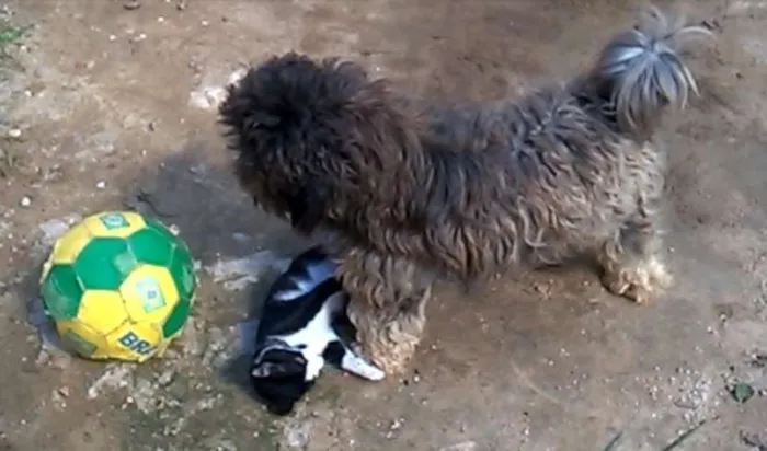 Cachorro ra a srd(vira lata) idade 1 ano nome pipoca