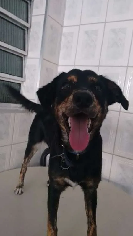 Cachorro ra a Cocker misturado com vira-lata idade 1 ano nome Luke