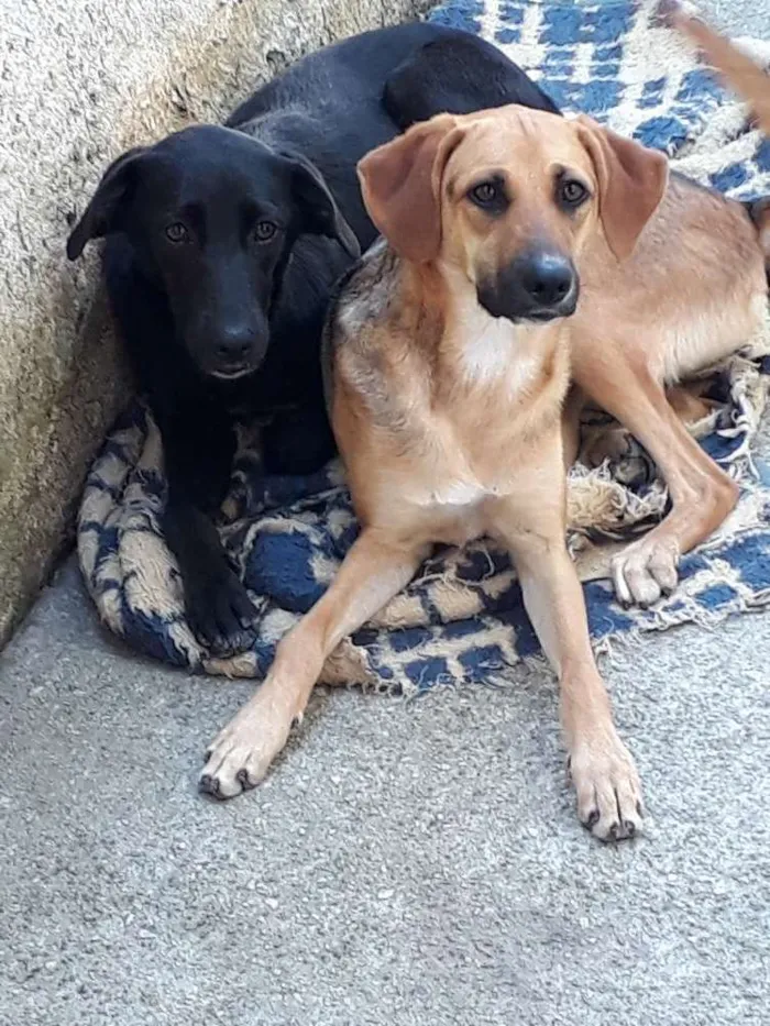 Cachorro raça Vira-lata idade 1 ano nome Belinha e Luna 
