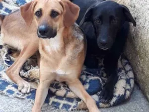Cachorro raça Vira-lata idade 1 ano nome Belinha e Luna 