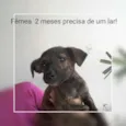 Filhote