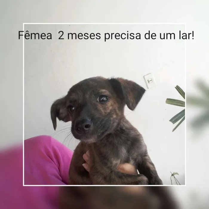 Cachorro ra a SRD idade 2 a 6 meses nome Filhote