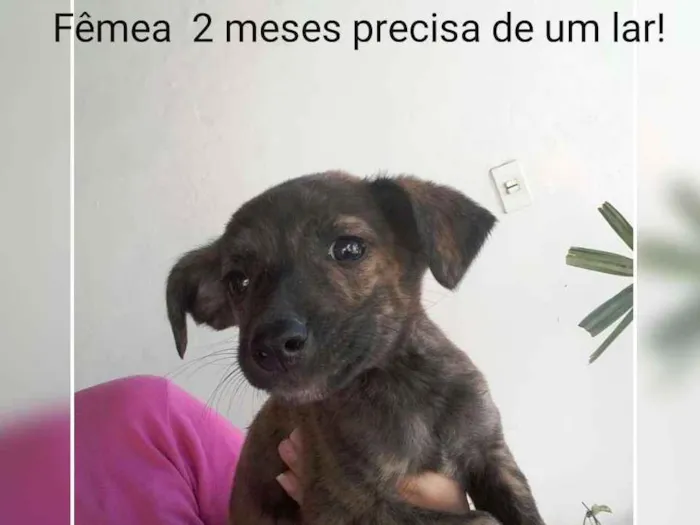Cachorro ra a SRD idade 2 a 6 meses nome Filhote