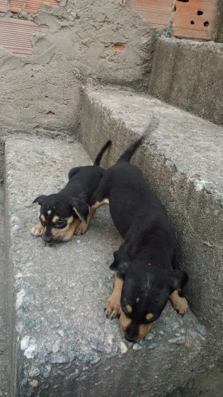 Cachorro raça CÃES idade 2 a 6 meses nome SEM NOME